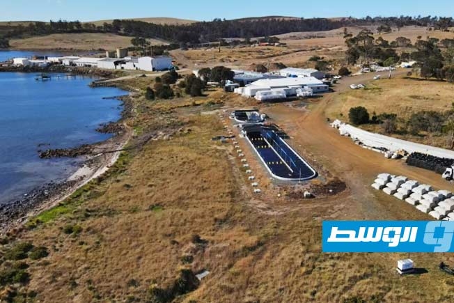 الأسباراغوبسيس.. طحالب بحرية تقلل التأثير المناخي لتربية المواشي في أستراليا