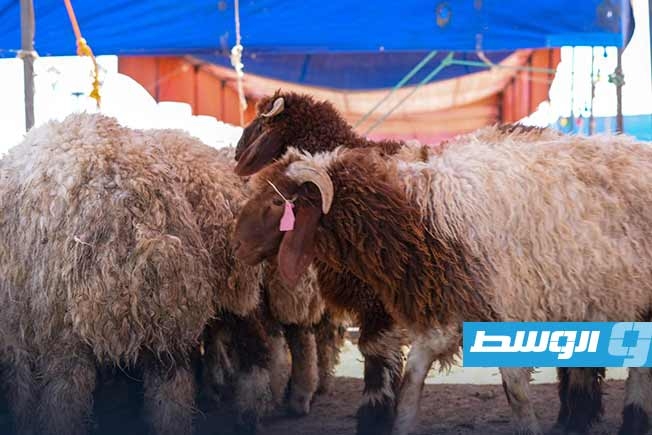 توزيع أضاحي مدعومة في بلدية درنة