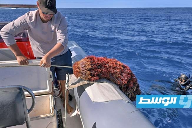 نجم البحر يهدد الشعاب المرجانية في جزر كوك
