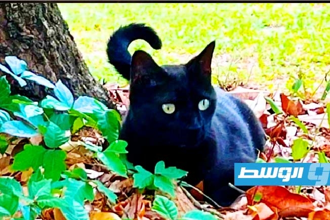 قط أليف يقود العلماء لاكتشاف سلالتين جديدتين من الفيروسات