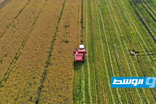 نوع جديد من الأرز لمواجهة النقص في المياه في تشيلي