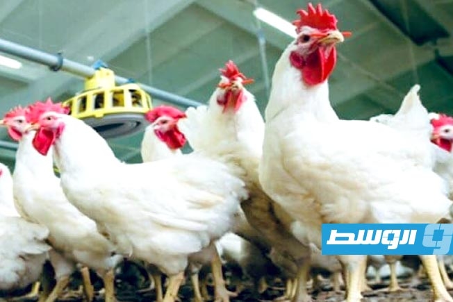 «طبق البيض» بـ 16 دينارً.. زيادة في أسعار الدواجن بـ47% في يوليو