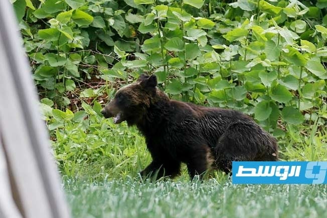 دب يُنهي بطولة غولف في اليابان