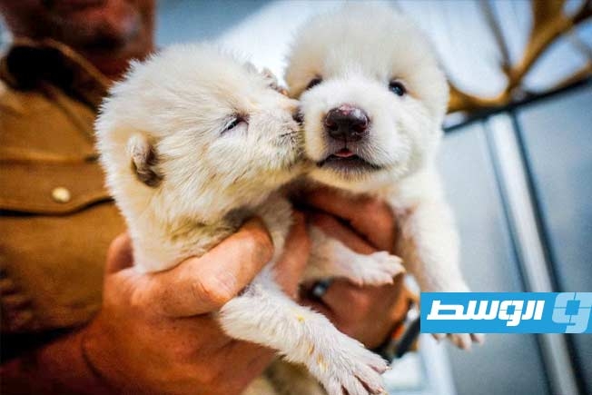 إنجاز طبي يعيد «الذئب الرهيب» إلى الحياة بعد 12500 عام من انقراضه