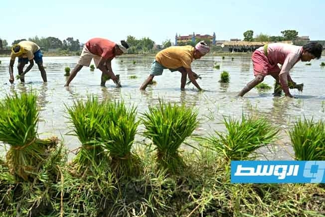 دراسة علمية تجيب: كيف يهدد التغير المناخي فاتورة الغذاء العالمية؟