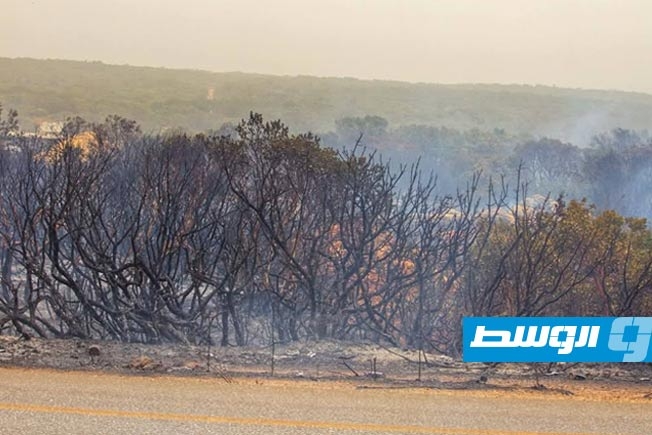 الشرطة الزراعية: 3 حرائق تتلف مساحات خضراء بـ250 هكتارا في القبة