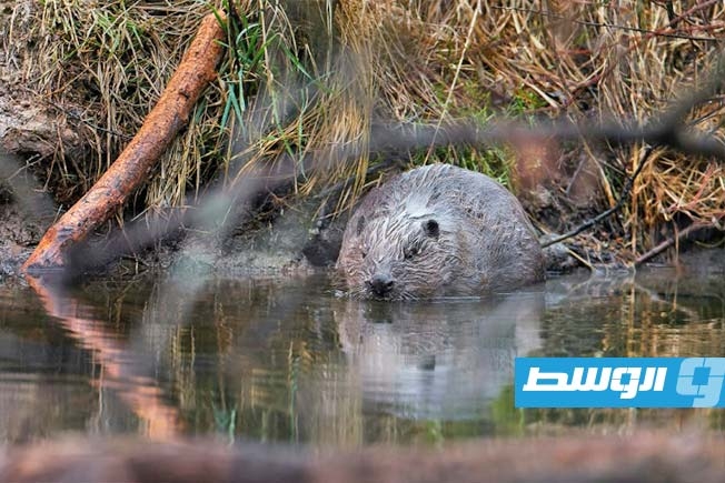 بعض الحيوانات «تُهندس» الطبيعة وتُشَكّل مناظرها (دراسة)