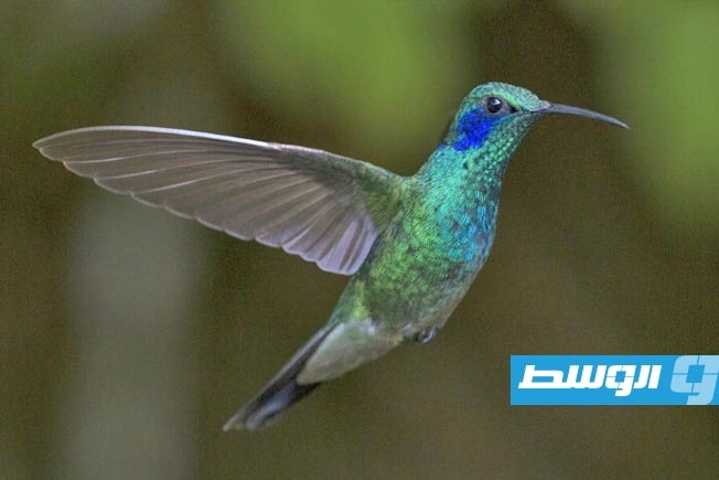 درجات الحرارة تحلق.. وأعداد الطيور الاستوائية تنخفض