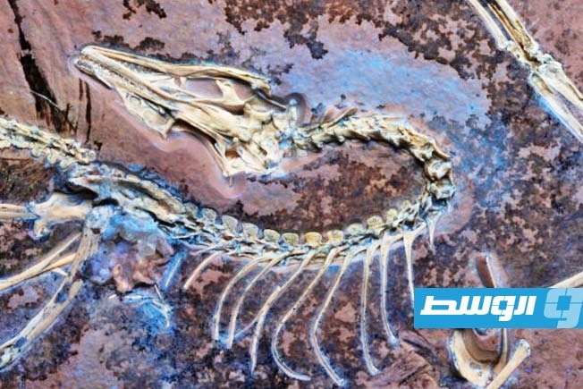 أركيوبتركس يعود للحياة.. تفاصيل مذهلة تكشف أسرار الطيران الأول