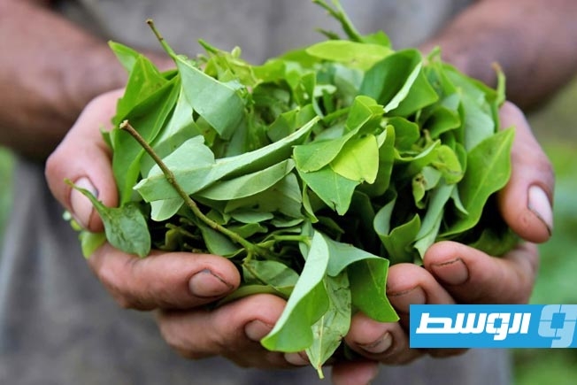 السلفادور يعلن ضبط 6.3 أطنان من الكوكايين