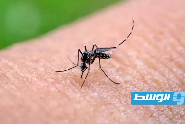«الصحة العالمية» تحذر من تفشٍ كبير لفيروس «شيكونغونيا» المنقول بالبعوض
