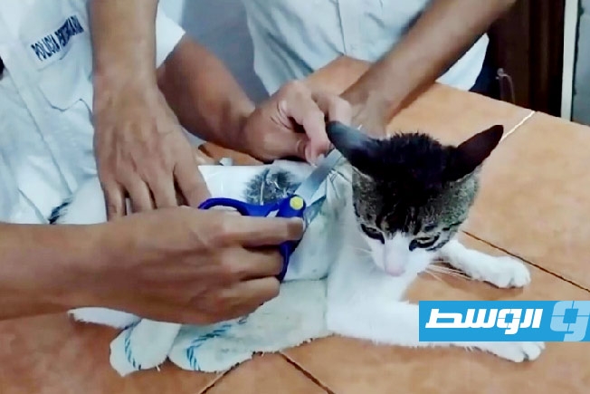 شاهد: القبض على قطة تهرب مخدرات إلى سجن بكوستاريكا