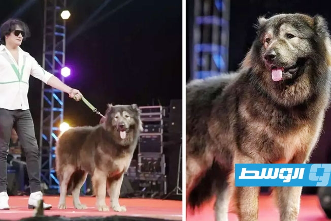 هندي يقتني أغلى كلب في العالم بمبلغ خيالي