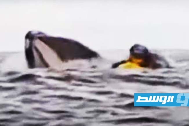 بالفيديو.. حوت يبتلع رجلا للحظات ثم يلفظه حيا في تشيلي