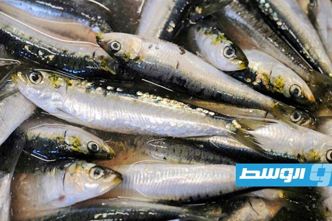 التغير المناخي يهدد السردين المعلب في فرنسا