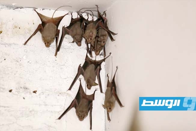 وفاة أسترالي متأثرا بفيروس انتقل إليه من لدغة خفاش