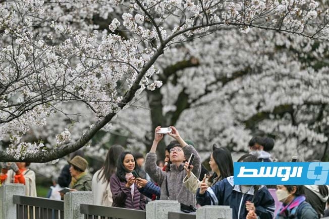 الذكاء الصناعي في خدمة حفظ أشجار الكرز المزهرة