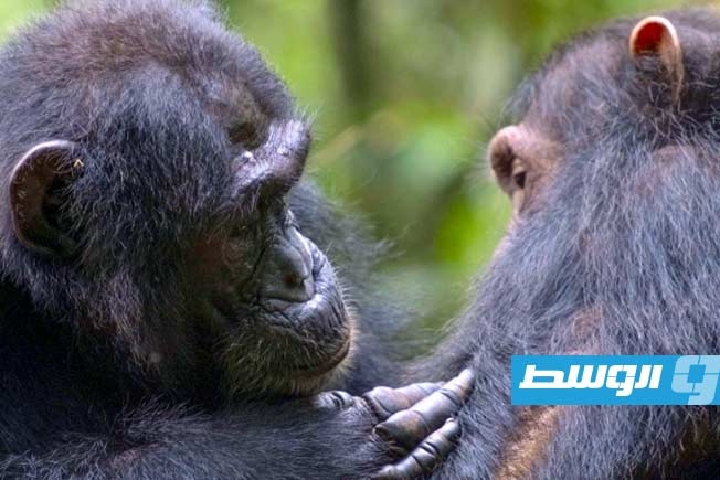 الشمبانزي يقدم «الإسعافات الأولية» لبعضه البعض