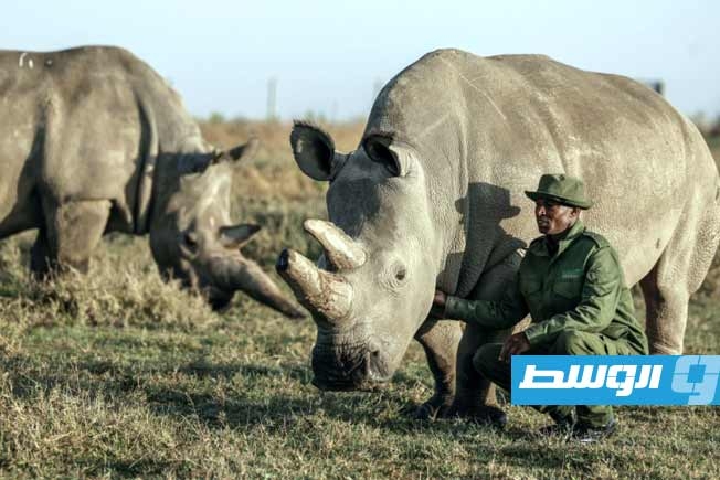 العلم يبث الأمل في إعادة إحياء وإنقاذ النوع المنقرض لوحيد القرن الأبيض الشمالي
