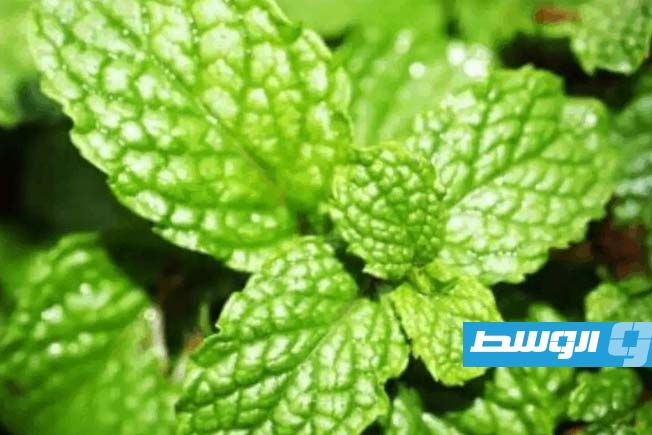 دراسة تكشف رابطًا صادمًا بين رائحة النعناع والزهايمر