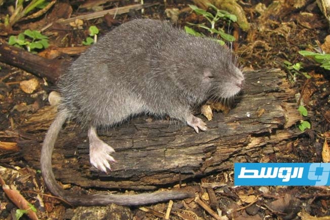 اكتشاف نوع جديد من القوارض شبه المائية في البيرو