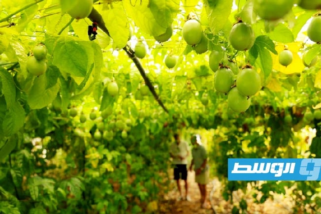 زرع أنواع استوائية من الفاكهة في ألبانيا لمحاولة التكيف مع التغير المناخي