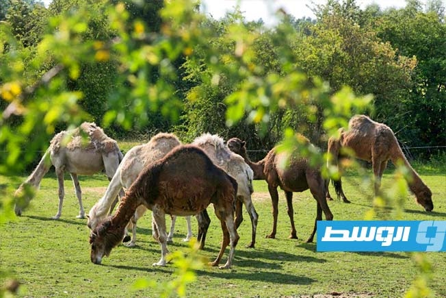 حليب الإبل مادة أولية في صناعة الأجبان الفرنسية