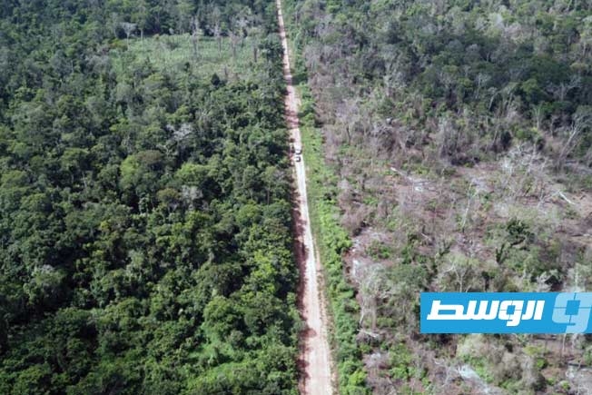تباطؤ إزالة الغابات في البرازيل للمرة الأولى منذ 6 سنوات