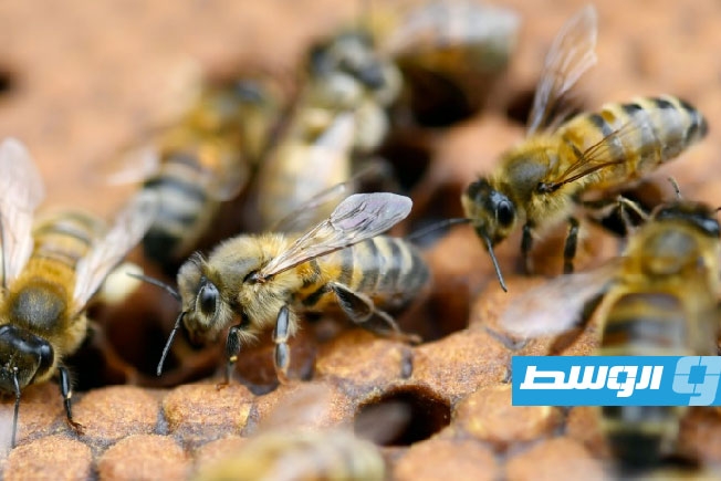 علماء فرنسيون يحللون تأثير مبيدات حشرية على النحل قبل تشريع محتمل لاستخدامها