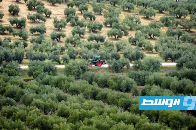 مشاريع الطاقة الشمسية تهدد أشجار الزيتون في منطقة الأندلس