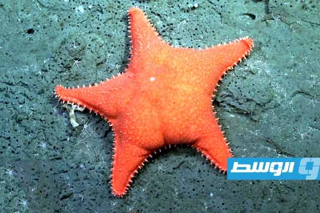 بعثة علمية تستكشف عوالم جديدة في قاع المحيط الأطلسي