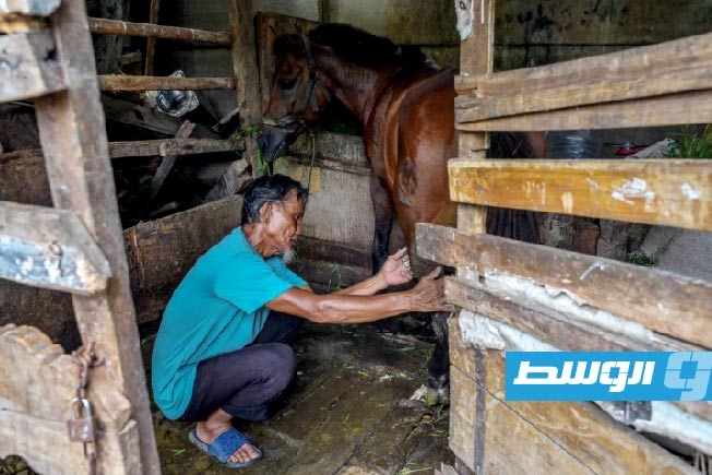 خيول «ديلمان» في جاكرتا.. بين التراث السياحي ومعاناة الحيوان