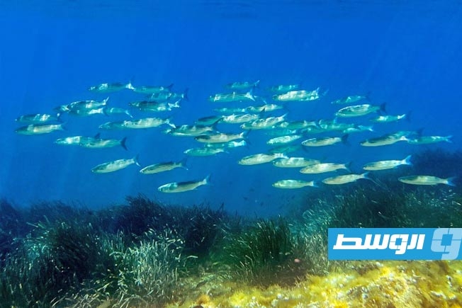 استراتيجية لحماية المحيطات قبل قمة للأمم المتحدة في نيس