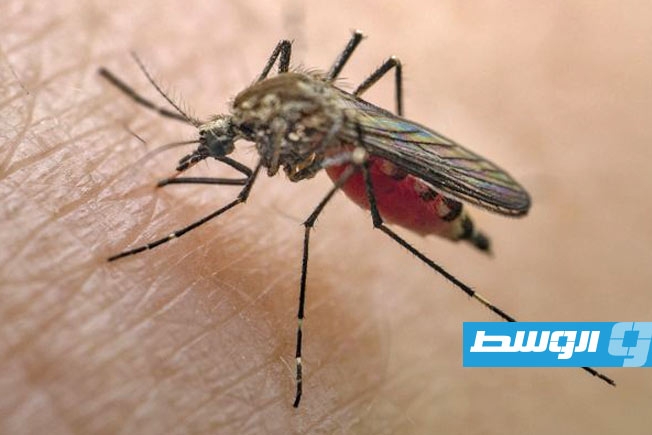 تقرير يحذر من تفشي وباء «الحمى الصفراء» في العالم