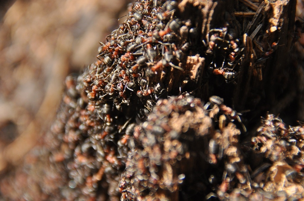 'It's like cocaine': Ant-smuggling bust in Kenya exposes lucrative underground trade