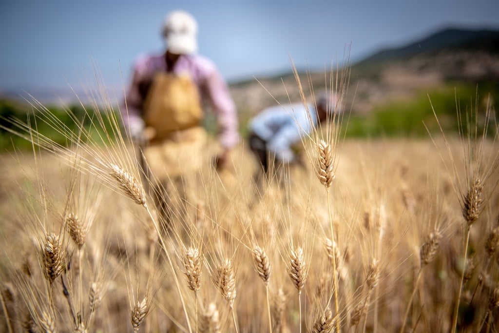 Zelensky is in SA this week. Why wheat should be on the agenda