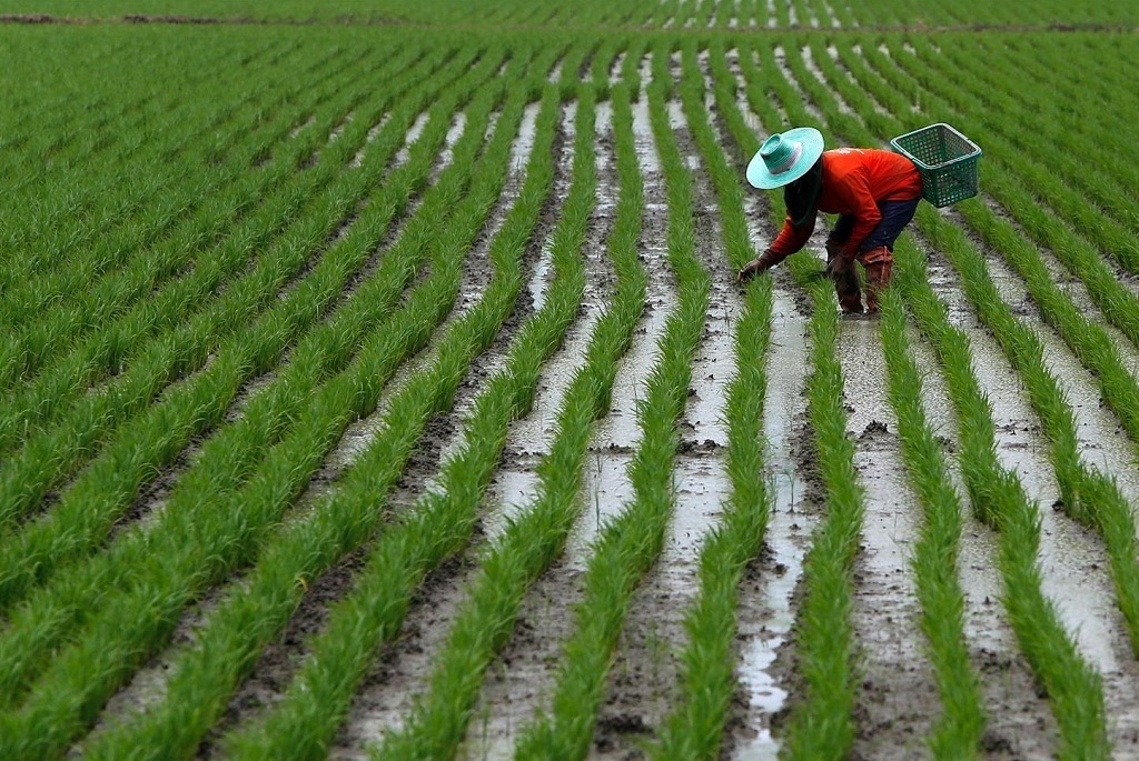 Indonesia food plan risks 'world's largest' deforestation