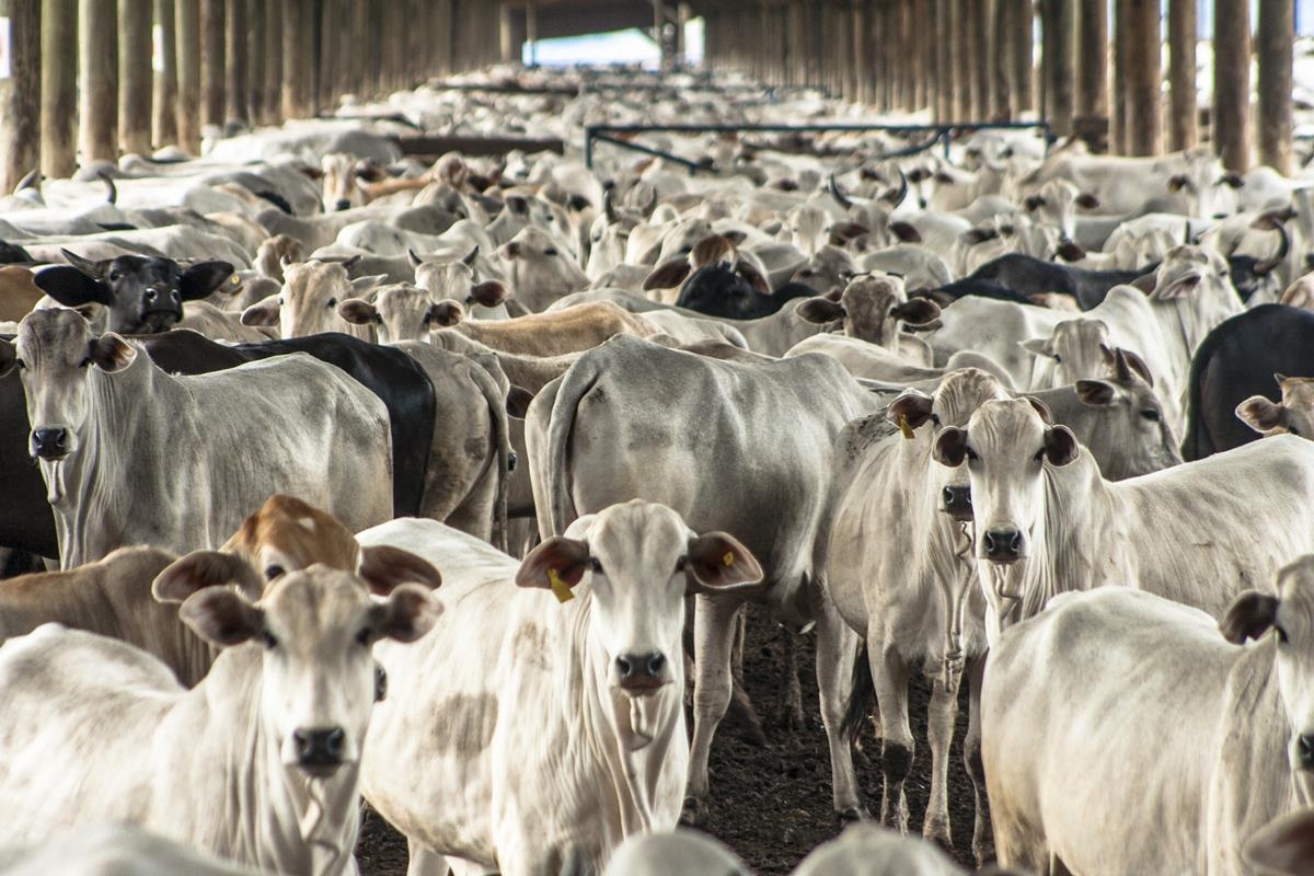 Irish MEP claims Brazil underreports antibiotic use in livestock