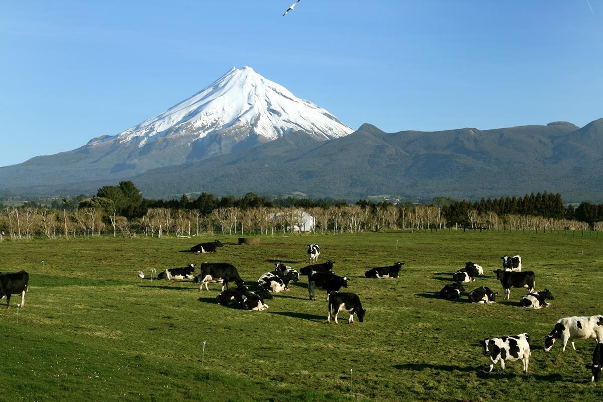 New Zealand farm assistants wanted plus other agri-jobs
