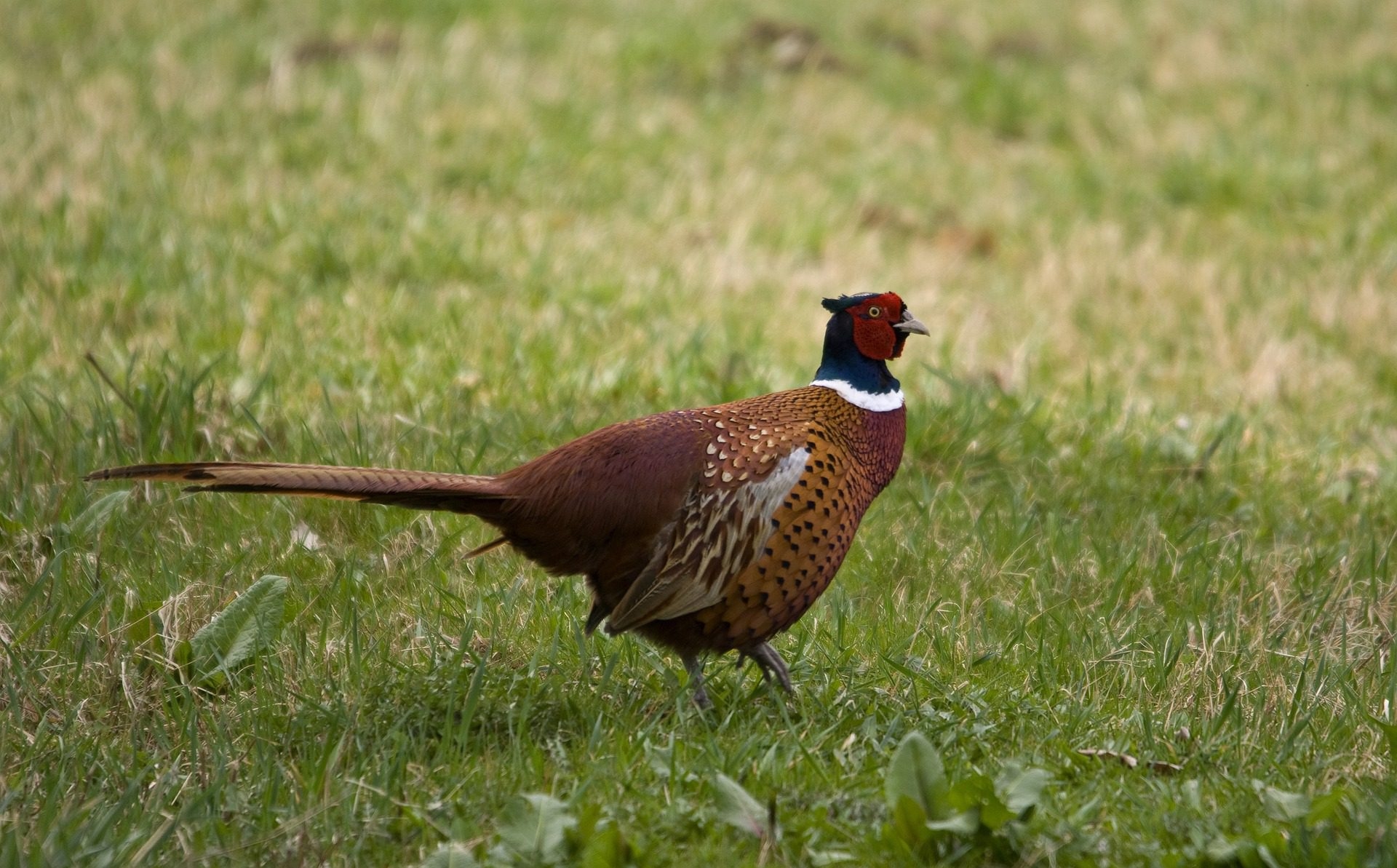 More ticks carrying Lyme disease bacteria in pheasant areas