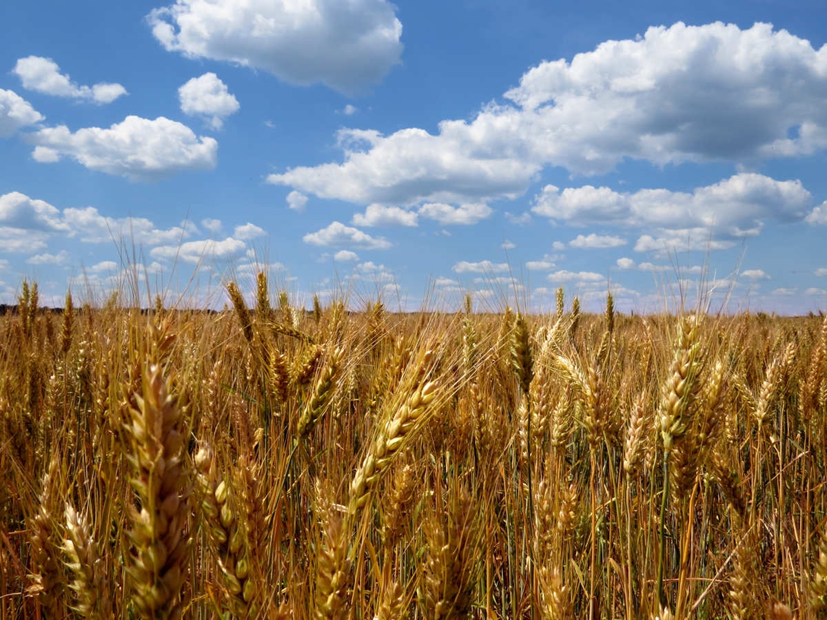 Teagasc organises 8 organic tillage farm walks from next week