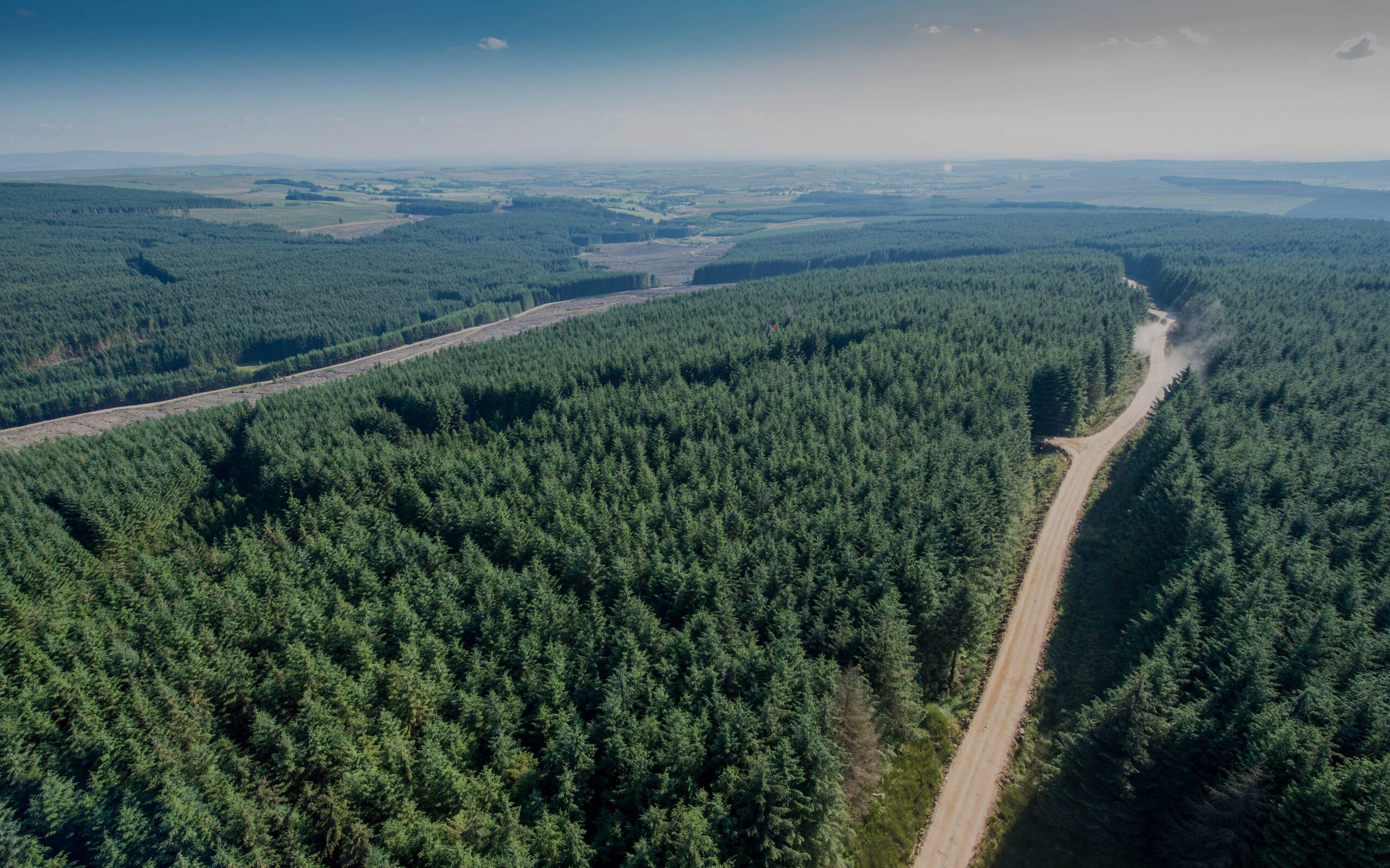 Healy-Rae asks forestry appeals body to prioritise windblown sites