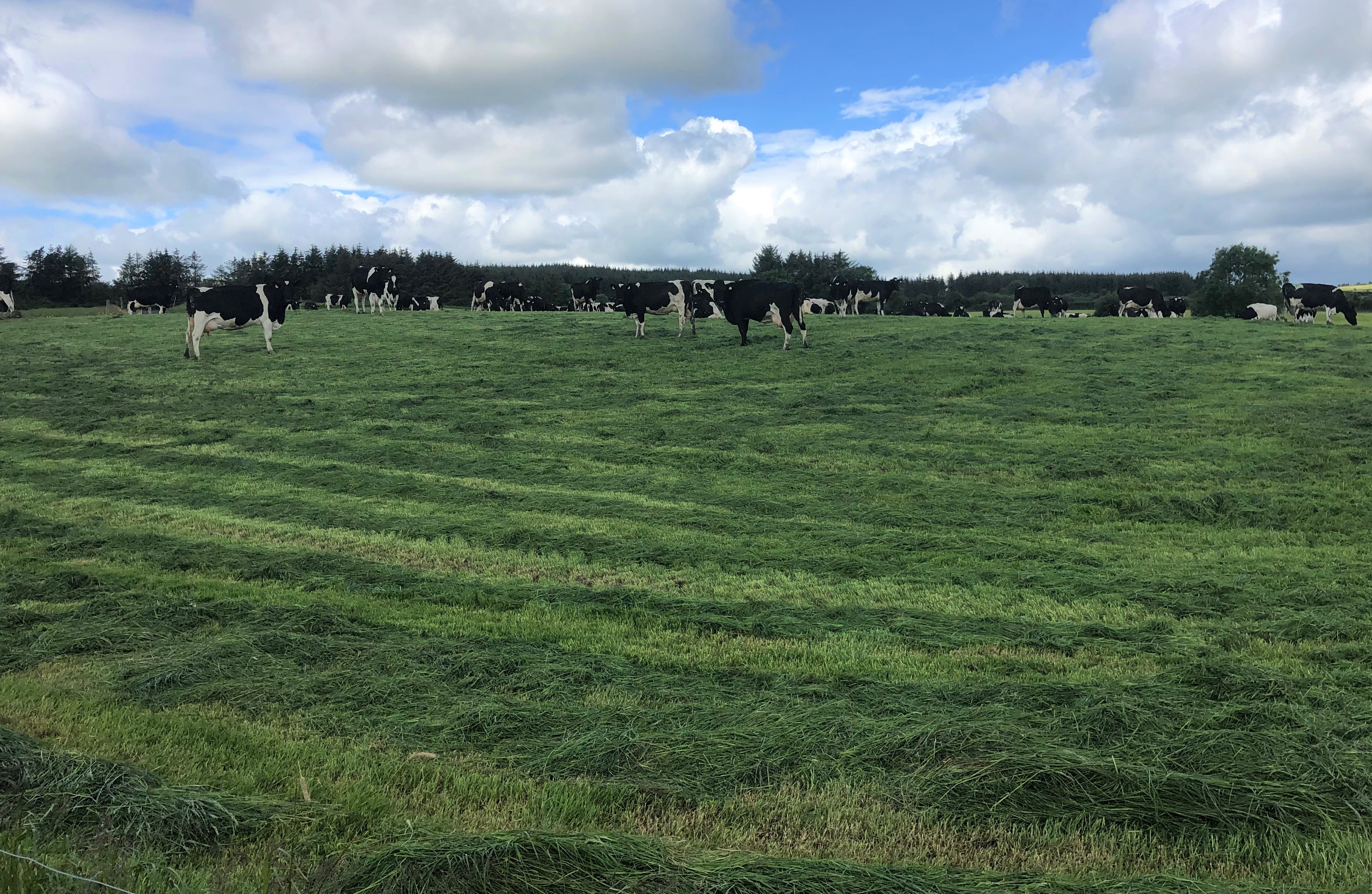 Pre-mowing: The preferred option on a lot of farms this year