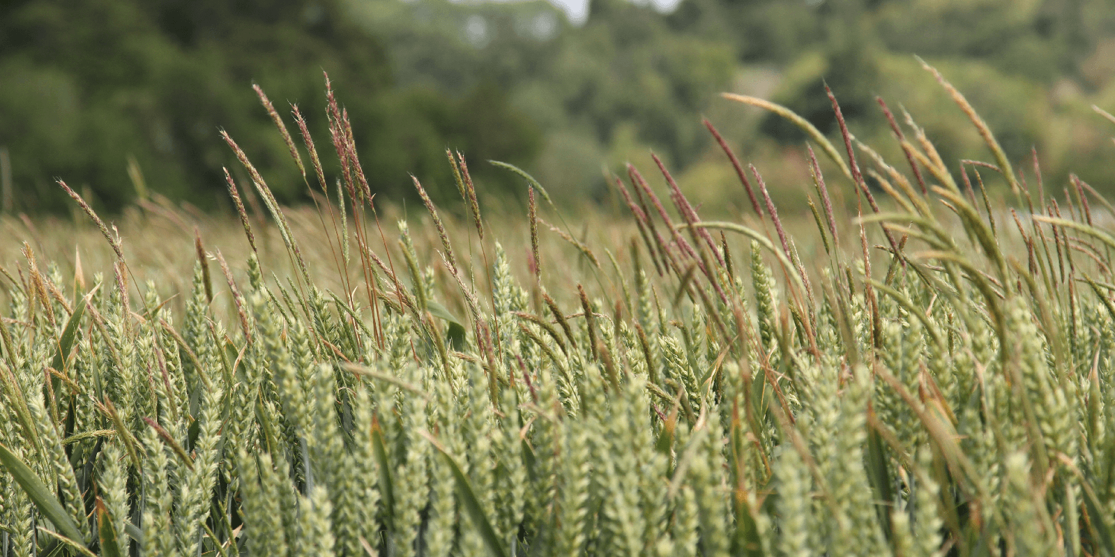 ‘Getting to grips with herbicide-resistant grass weeds a priority'