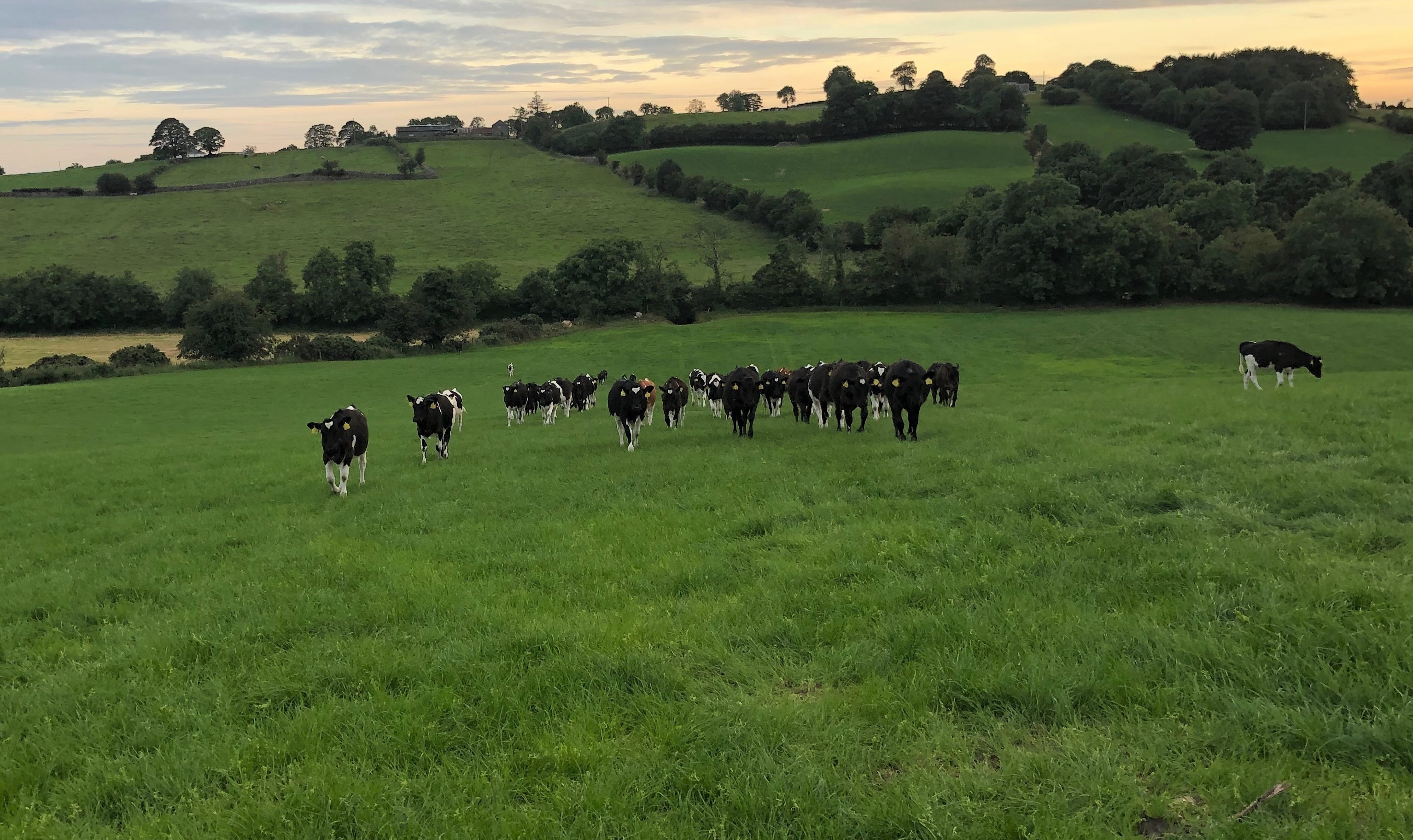 Weather conditions may offer perfect environment for lungworm to develop