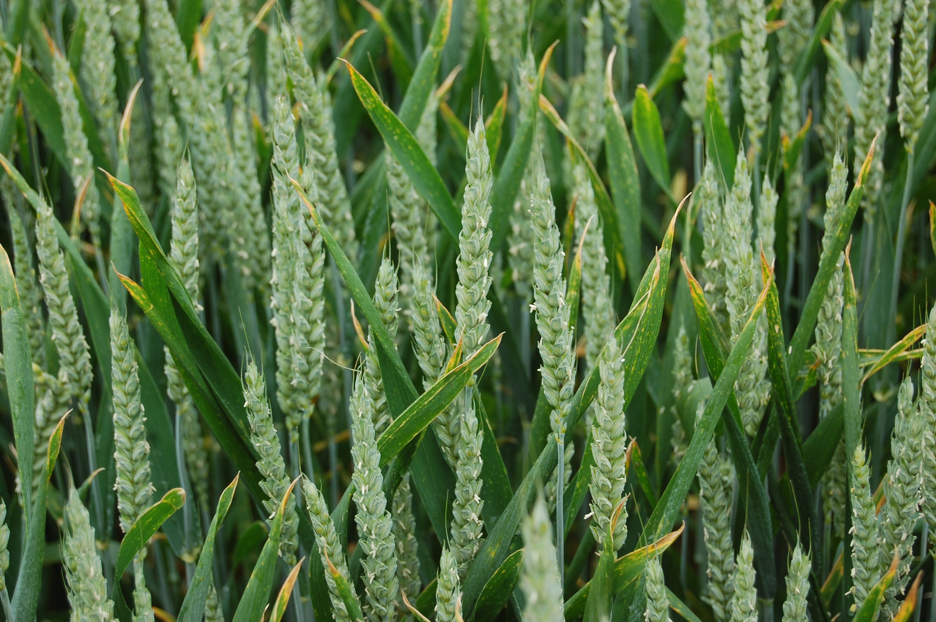 AHDB: International grain and oilseed prices on the rise