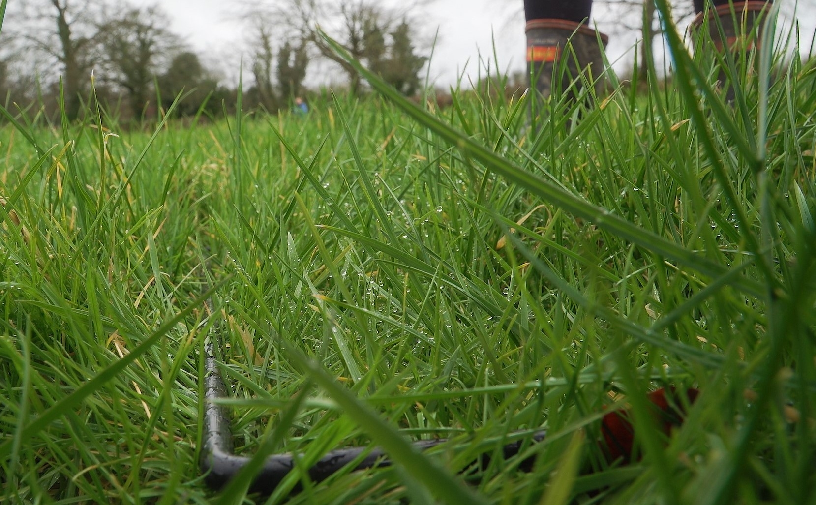 Grass budgeting: Points to consider after a good back end & spring