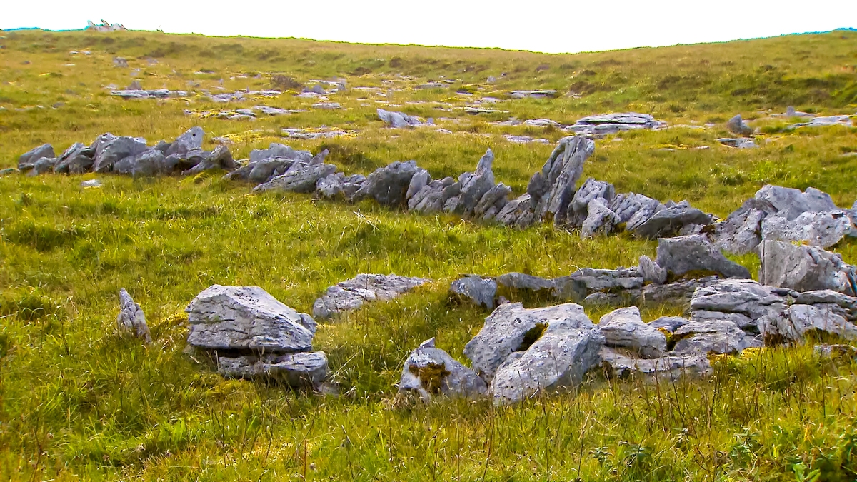 Burrenbeo Trust ‘celebration' of biodiversity to begin on May 3