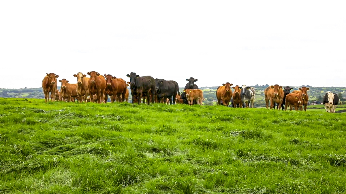BVD restrictions ahead for NI herds with untested animals