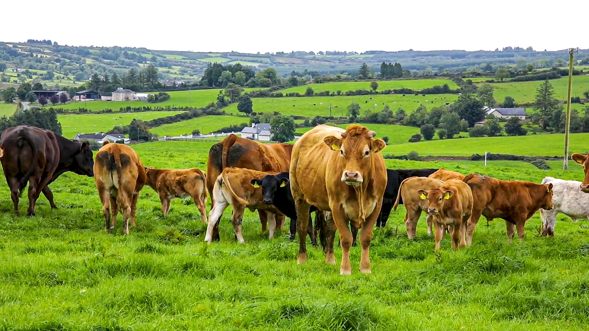 DAERA launches 2025 Northern Ireland farm census